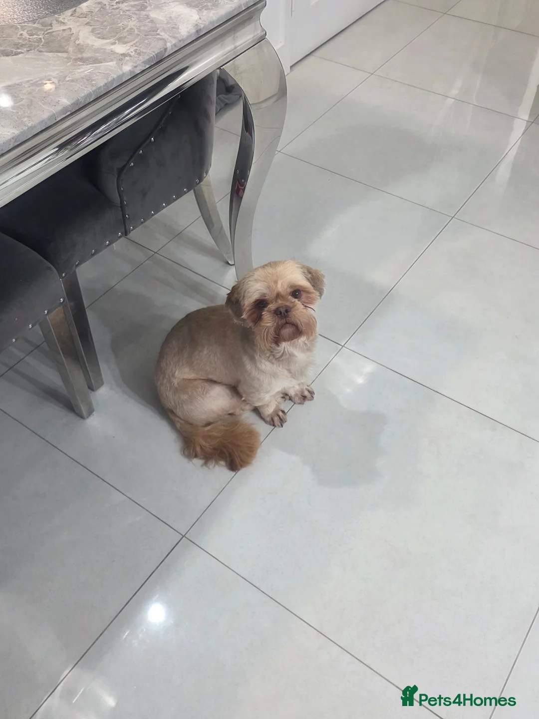 Shih Tzu dogs for sale: Shih Tzu - Advert 2