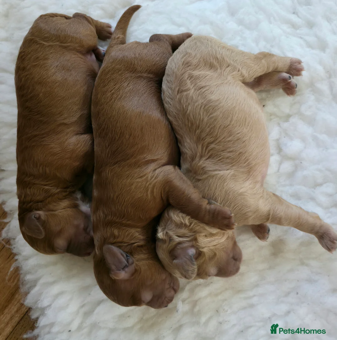 Cavapoo dogs for sale: F1BB cavapoos - Advert 6