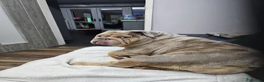 English Bulldog Bitch