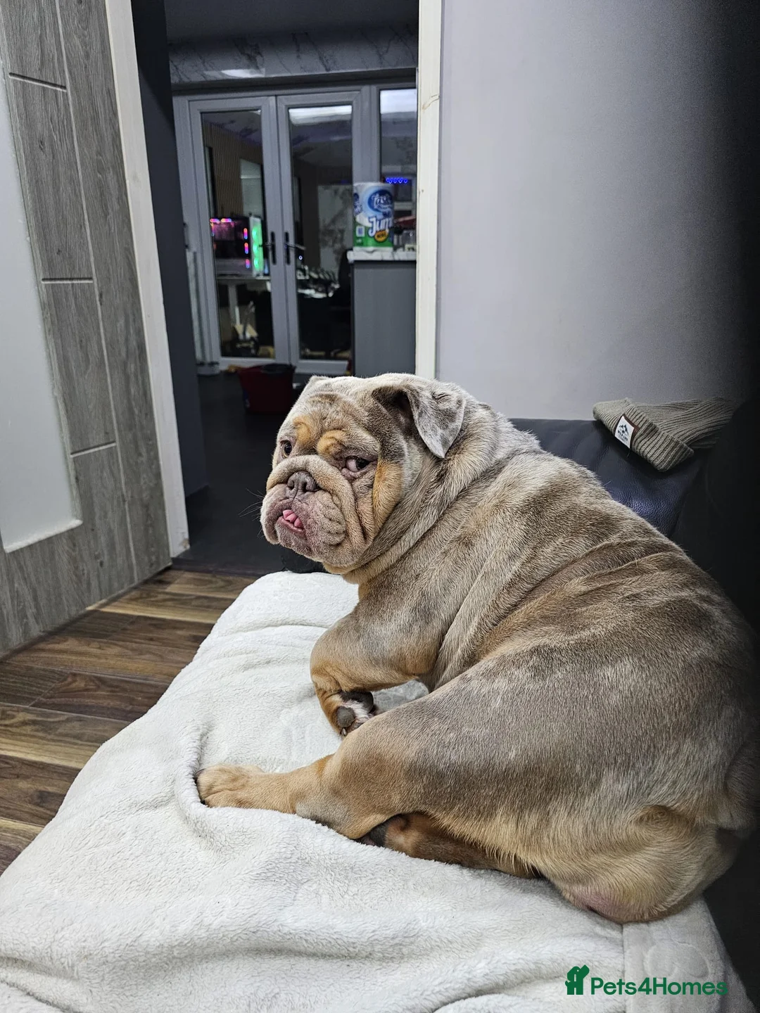 English Bulldog dogs for sale: Merle English Bulldog Bitch in Pontefract - Advert 2