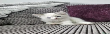 Ragdoll 1