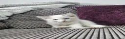 Ragdoll cats for sale: Stunning ragdoll kittens looking for new homes - Advert 7