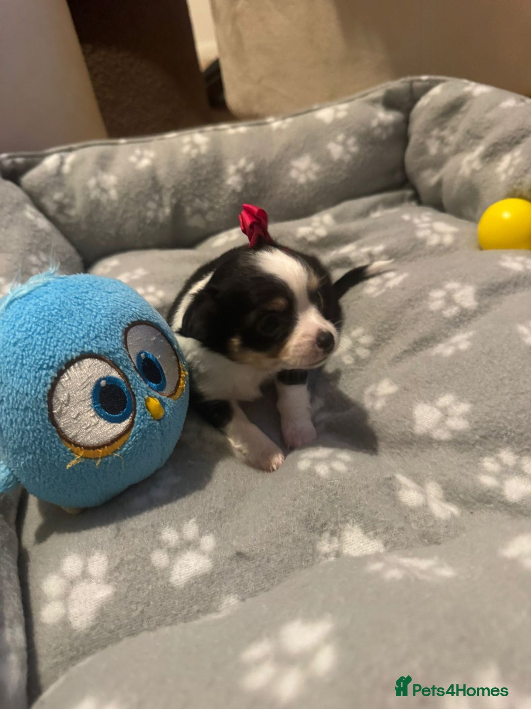 Chihuahua dogs for sale: Long Coat Chihuahua  - Advert 16