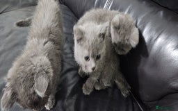 Russian Blue cats for sale: Pure Russian blue kittens  - Image 5
