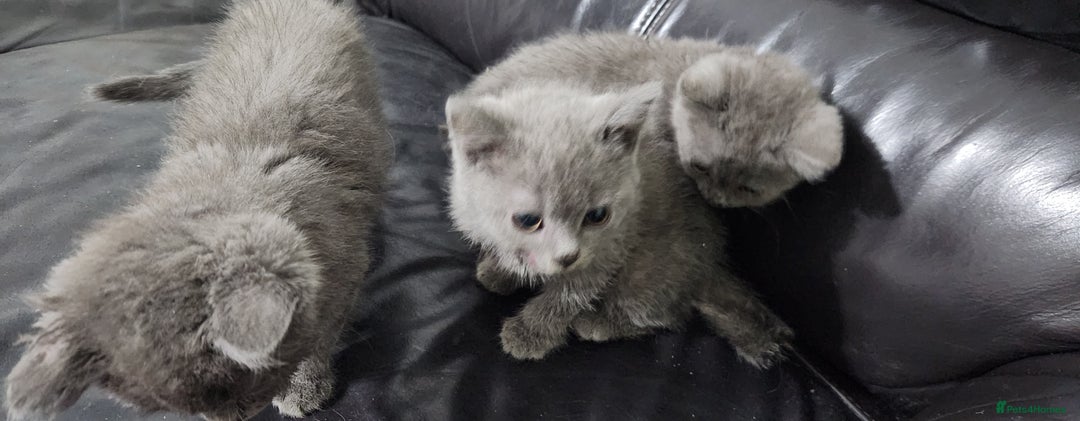 Russian Blue cats for sale: Pure Russian blue kittens  - Image 5