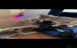 British Shorthair cats for sale: Beautiful British Shorthair Kittens - Ready Now - Advert 21