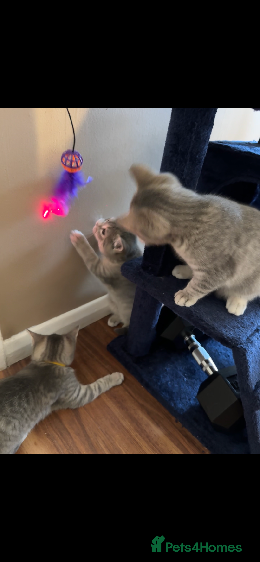 British Shorthair cats for sale: Beautiful British Shorthair Kittens - Ready Now - Advert 21