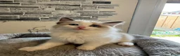 Ragdoll cats for sale: Stunning Ragdoll kittens - Advert 13