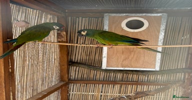Macaws birds - Advert 2