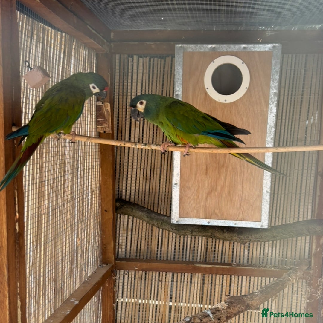 Macaws birds for sale: Proven pair of illigers macaws - Image 2