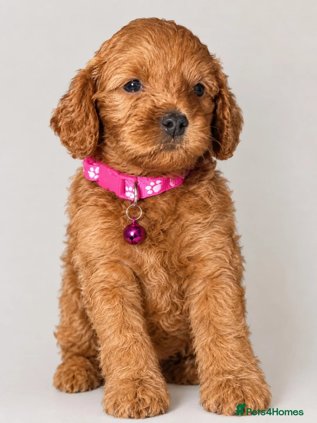 Cockapoo dogs for sale: Gorgeous Cockapoo Puppies  - Advert 7