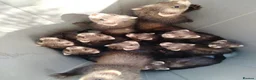 Ferret rodents for sale: Young ferrets for sale  in Aylesbury - Advert 9