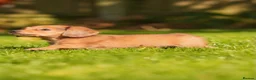 Miniature Dachshund dogs for sale: KC registered long haired miniature dachshunds  - Advert 14