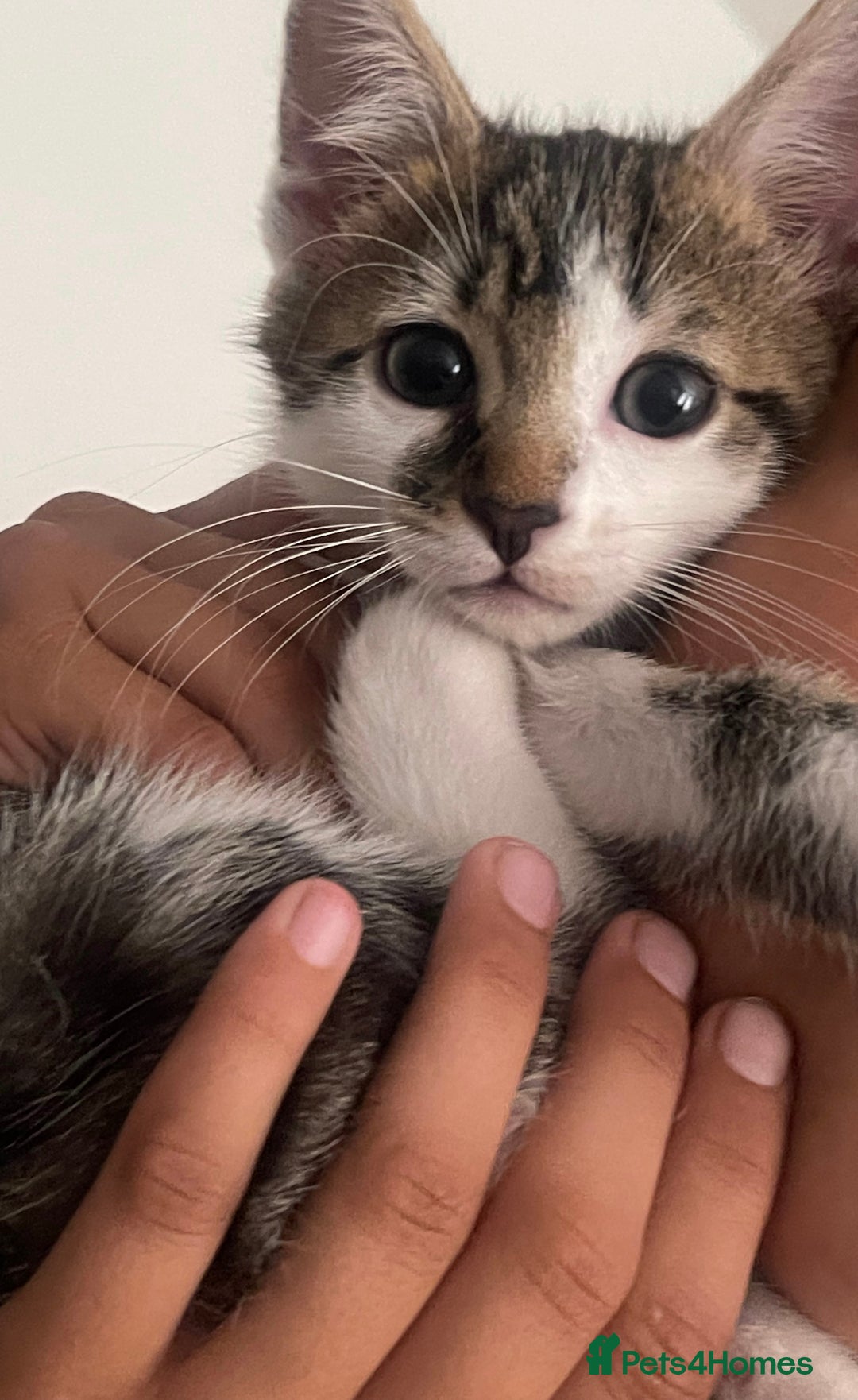 Bengal cats for sale: Blue eyed Bengal kittens in Rickmansworth - Image 5