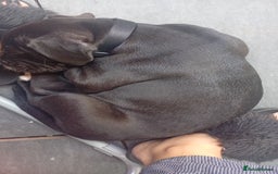 Mixed Breed dogs for sale: AMERICAN BULLDOG X ROTWILLER X CANE CORSO  - Image 3