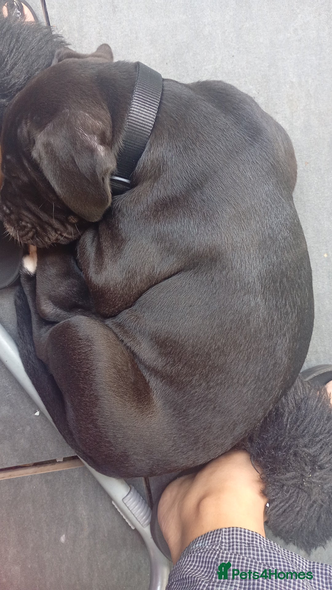 Mixed Breed dogs for sale: AMERICAN BULLDOG X ROTWILLER X CANE CORSO  - Image 3