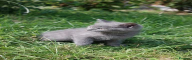 British Shorthair 1