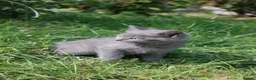 British Shorthair cats for sale: Beautiful British Shorthair BOYS  - Advert 5