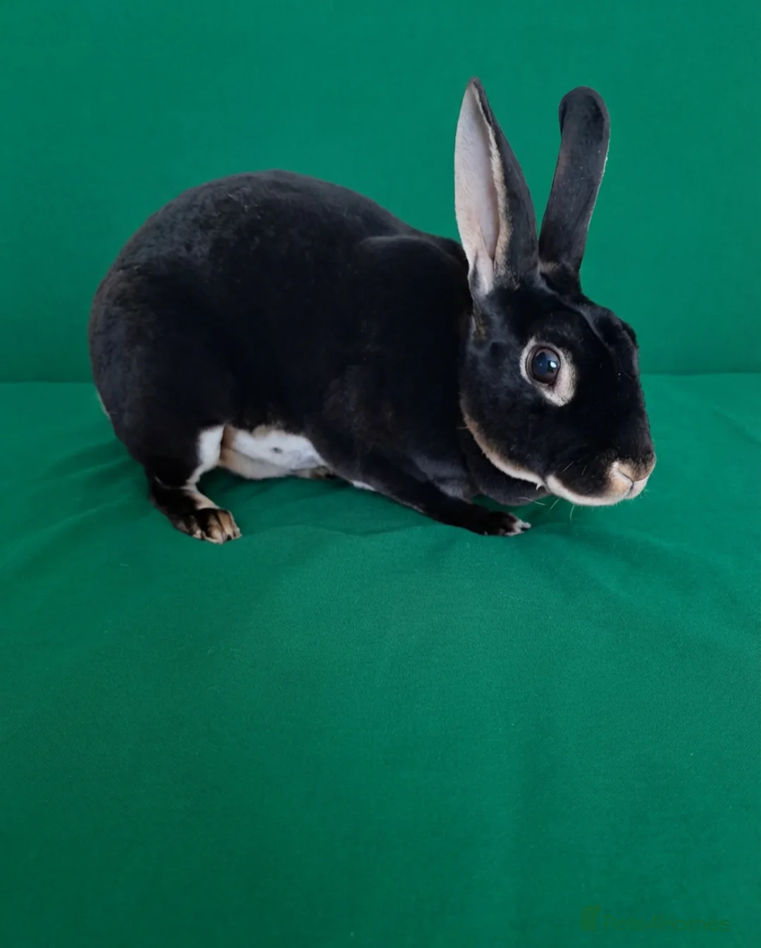 Rex rabbits for sale: Rex rabbits ready to reserve - Advert 16