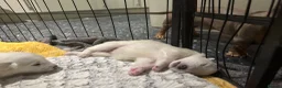 Samoyed dogs for sale:     Adorable Samoyed Puppies Looking for 5★ Homes - Advert 5