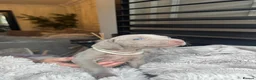 Weimaraner dogs for sale: 7 Weimaraner pups for sale ! - Advert 31