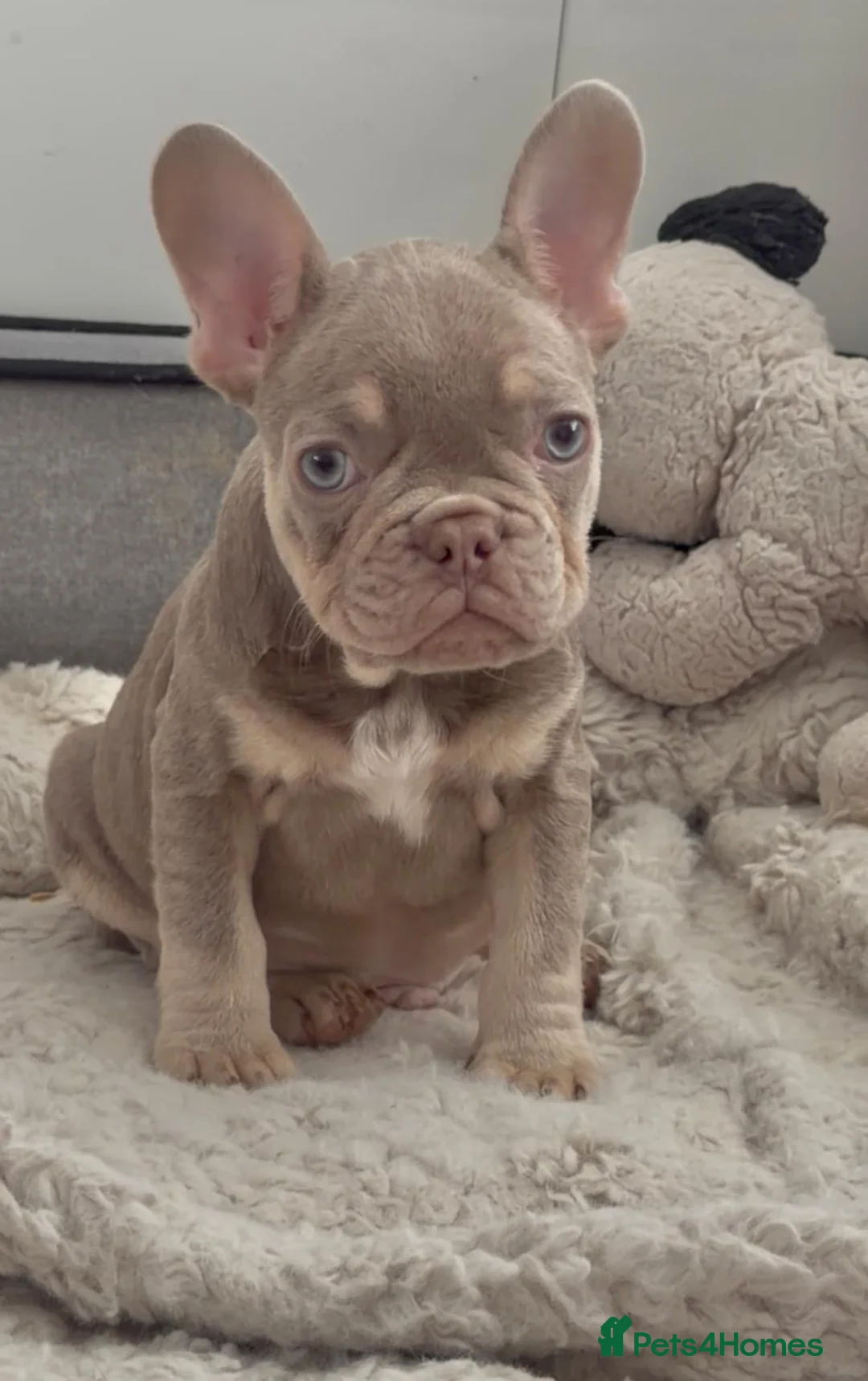 French Bulldog dogs for sale: Kc registered new shade french bulldog puppies  - Advert 3