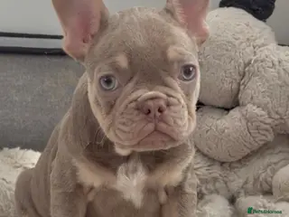 French Bulldog dogs Kc registered new shade french bulldog puppies - Advert 5