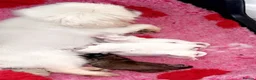 Pekingese dogs for sale: Stunning high quality Pekingese puppies  - Advert 5