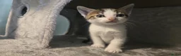 Mixed Breed cats for sale: 6 cute mixed kittens - Advert 13