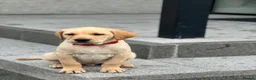 Labrador Retriever dogs for sale: 2 male Labradors - Advert 7