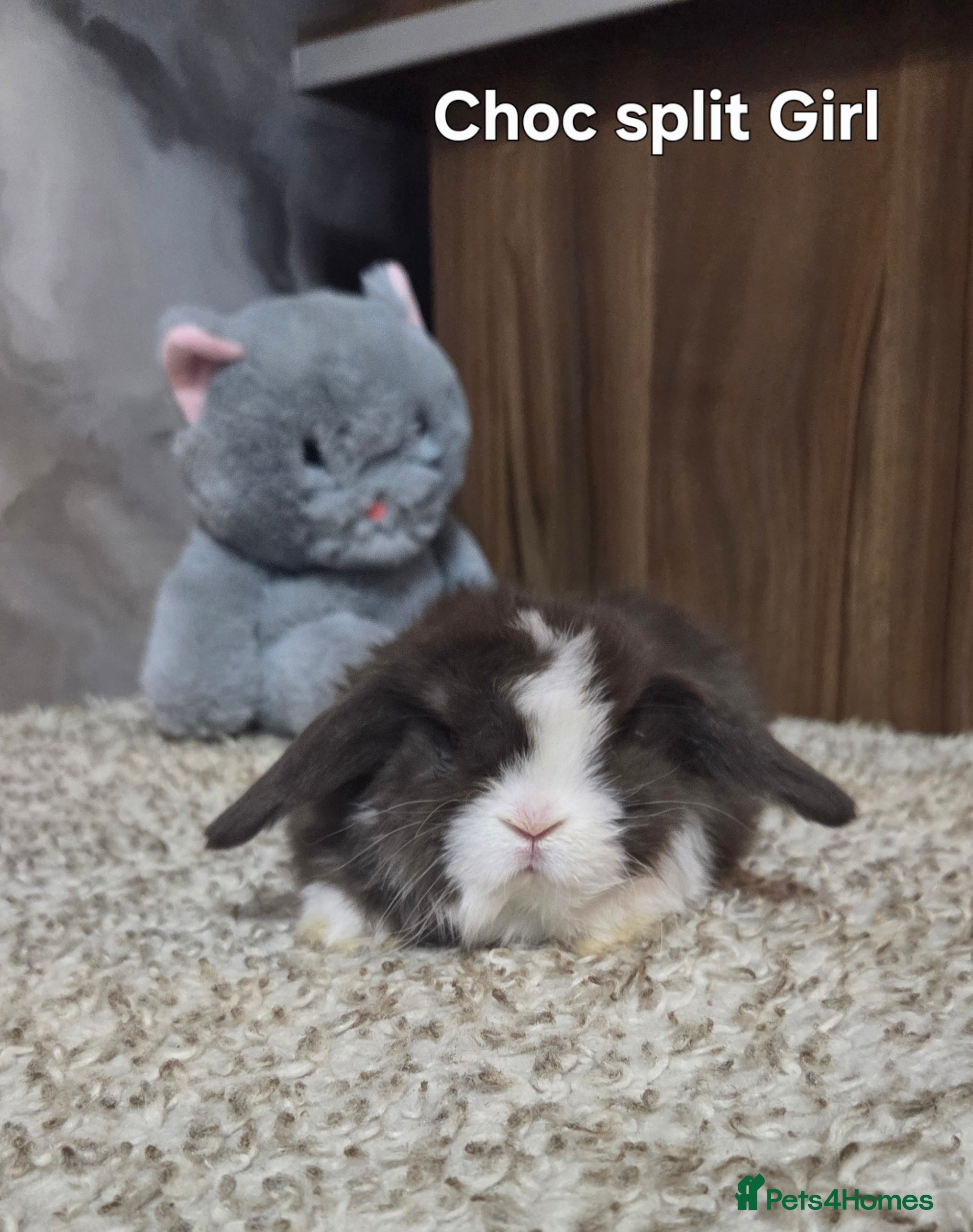 Mini Lop rabbits PURE MINI LOP BUNNIES ( All COLOURS) - Advert 1