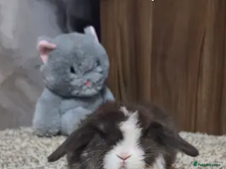 Mini Lop rabbits PURE MINI LOP BUNNIES ( All COLOURS) - Advert 1