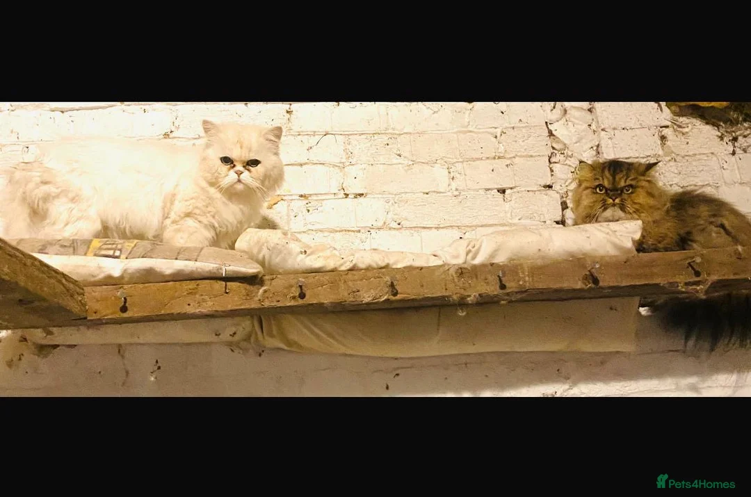 Persian cats for sale: SOLD .  - Advert 17