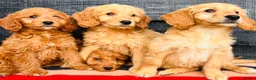 Mini Goldendoodle dogs for sale: 🧡❤️ GORGEOUS MINI GOLDENDOODLE PUPPIES ❤️🧡 - Advert 1