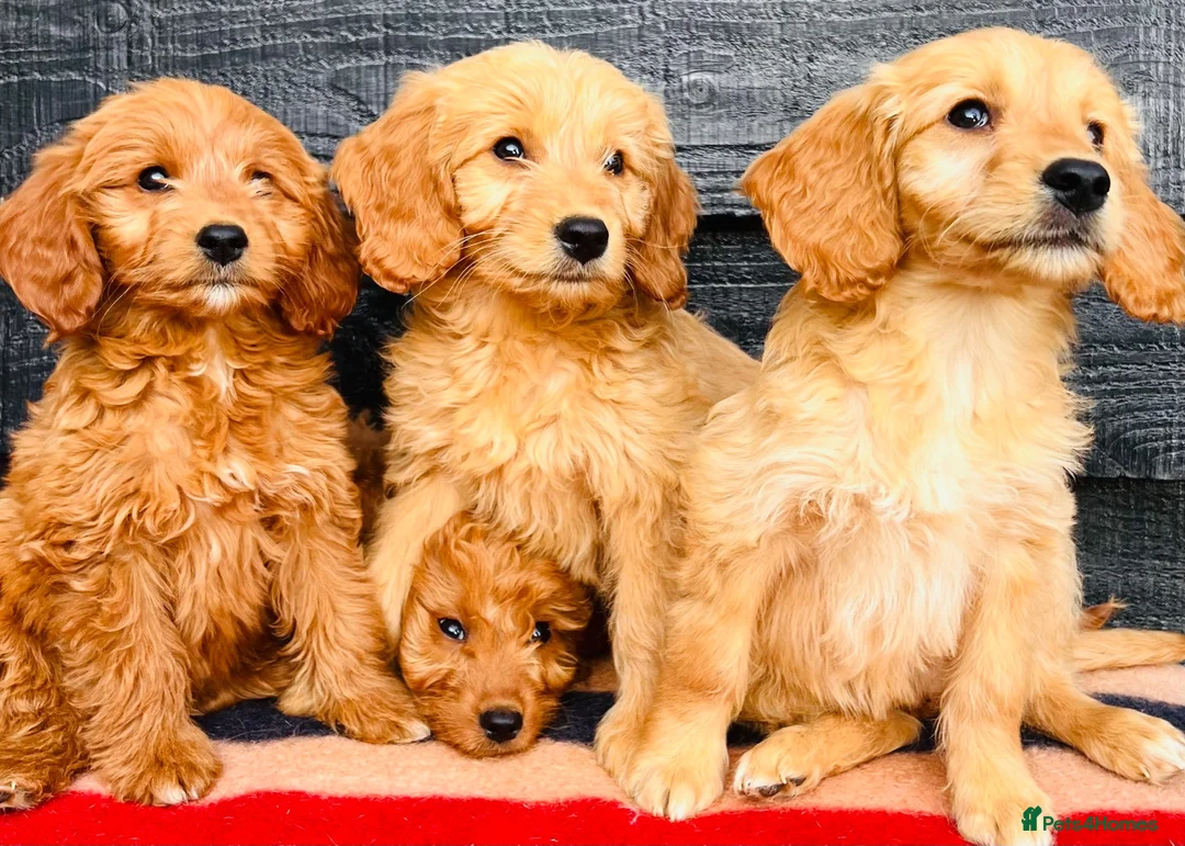 Mini Goldendoodle dogs for sale: 🧡❤️ GORGEOUS MINI GOLDENDOODLE PUPPIES ❤️🧡 - Advert 1