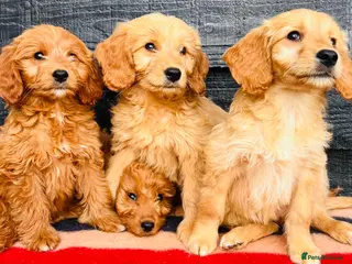 Mini Goldendoodle dogs 🧡❤️ GORGEOUS MINI GOLDENDOODLE PUPPIES ❤️🧡 - Advert 4