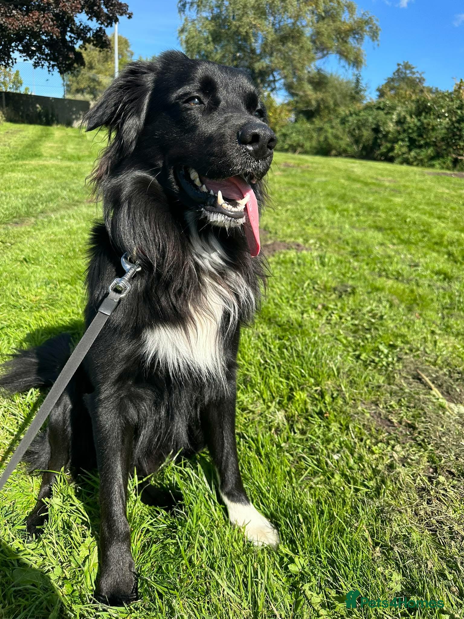 Borador dogs Buddy  - Advert 1