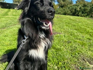 Borador dogs Buddy - Advert 1