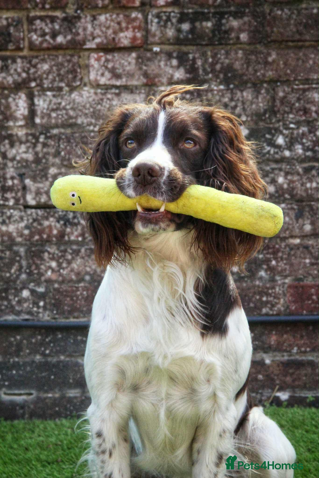 English Springer Spaniel dogs for stud: KC Reg Health Tested Springer Spaniel Stud Dog - Advert 8