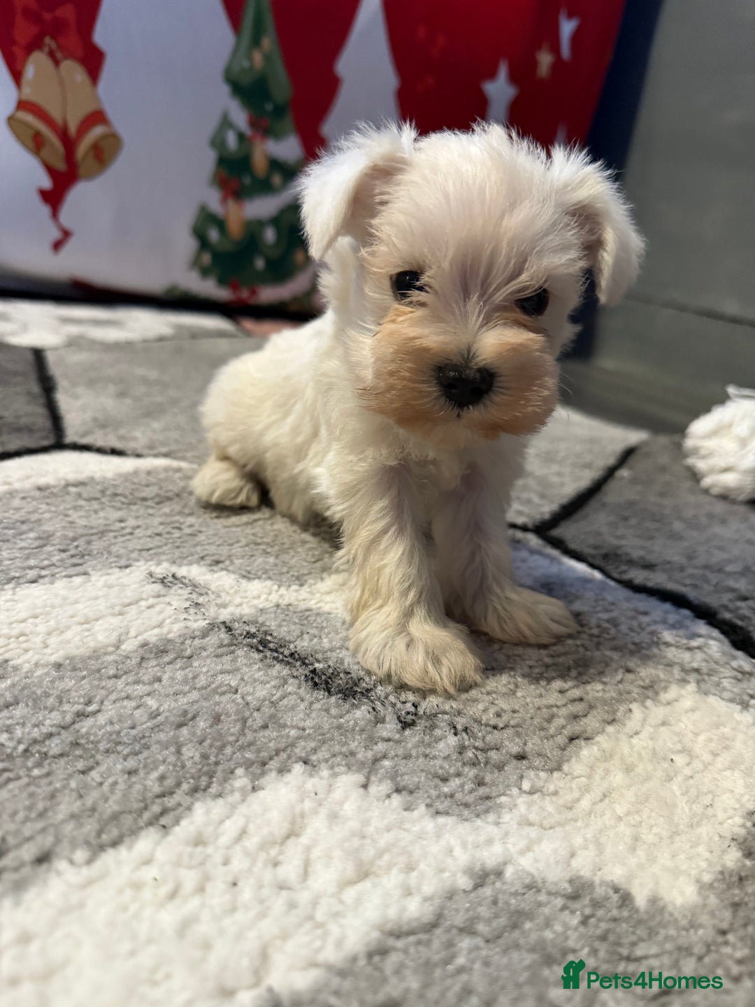 Miniature Schnauzer dogs for sale: Miniature schnauzer girl puppy available - Advert 9