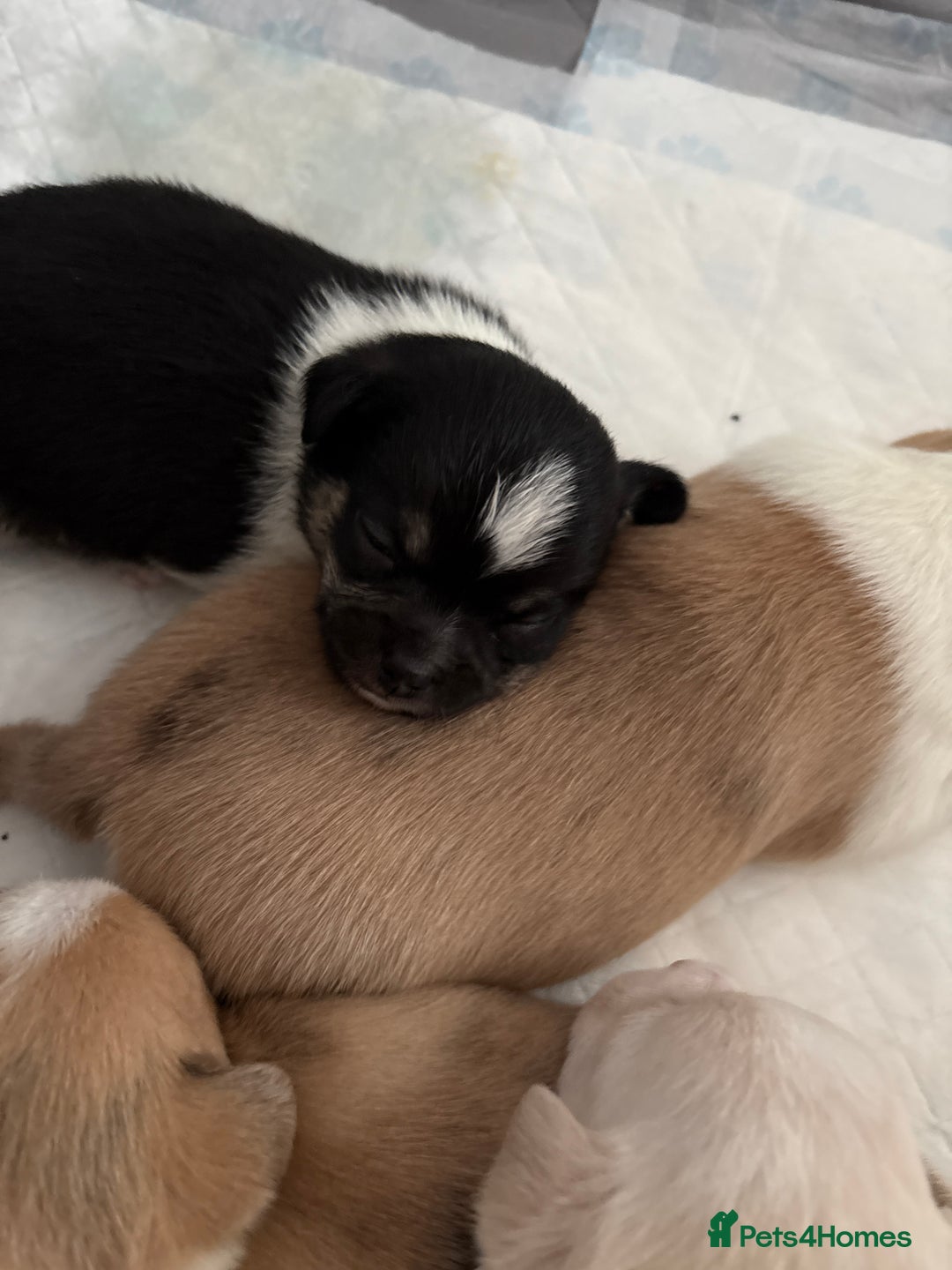 Chihuahua dogs for sale: Puppy’s  - Advert 23