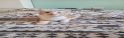 Mixed Breed cats for sale: Kittens for sale - Advert 27