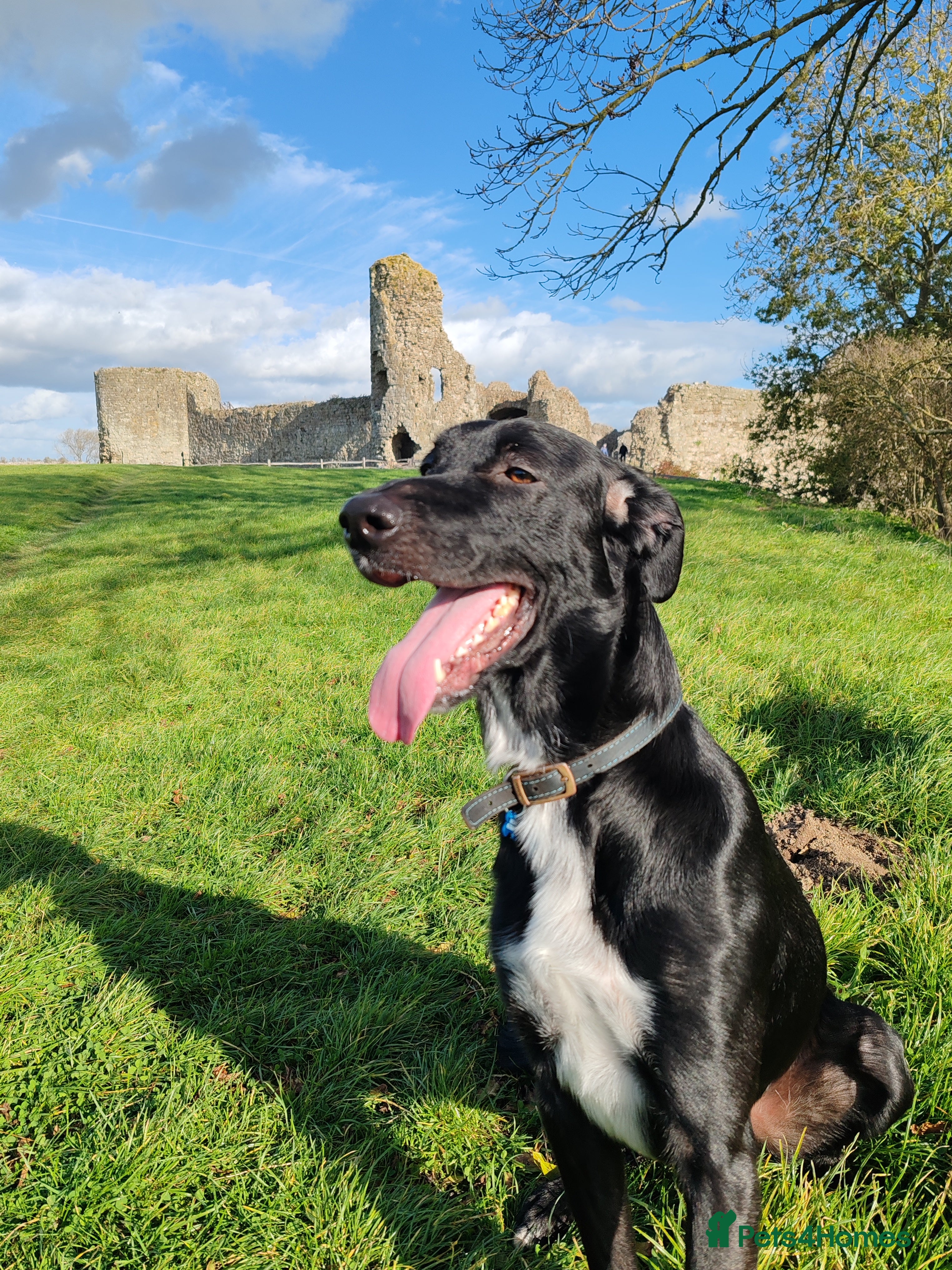 Mixed Breed dogs Percy - Advert 6