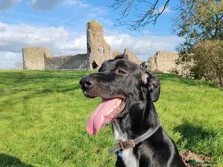 Mixed Breed dogs Percy - Advert 3