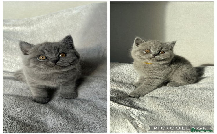 British Shorthair cats - Advert 16
