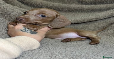 Miniature Dachshund dogs - Advert 1
