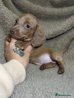 Miniature Dachshund dogs - Advert 1