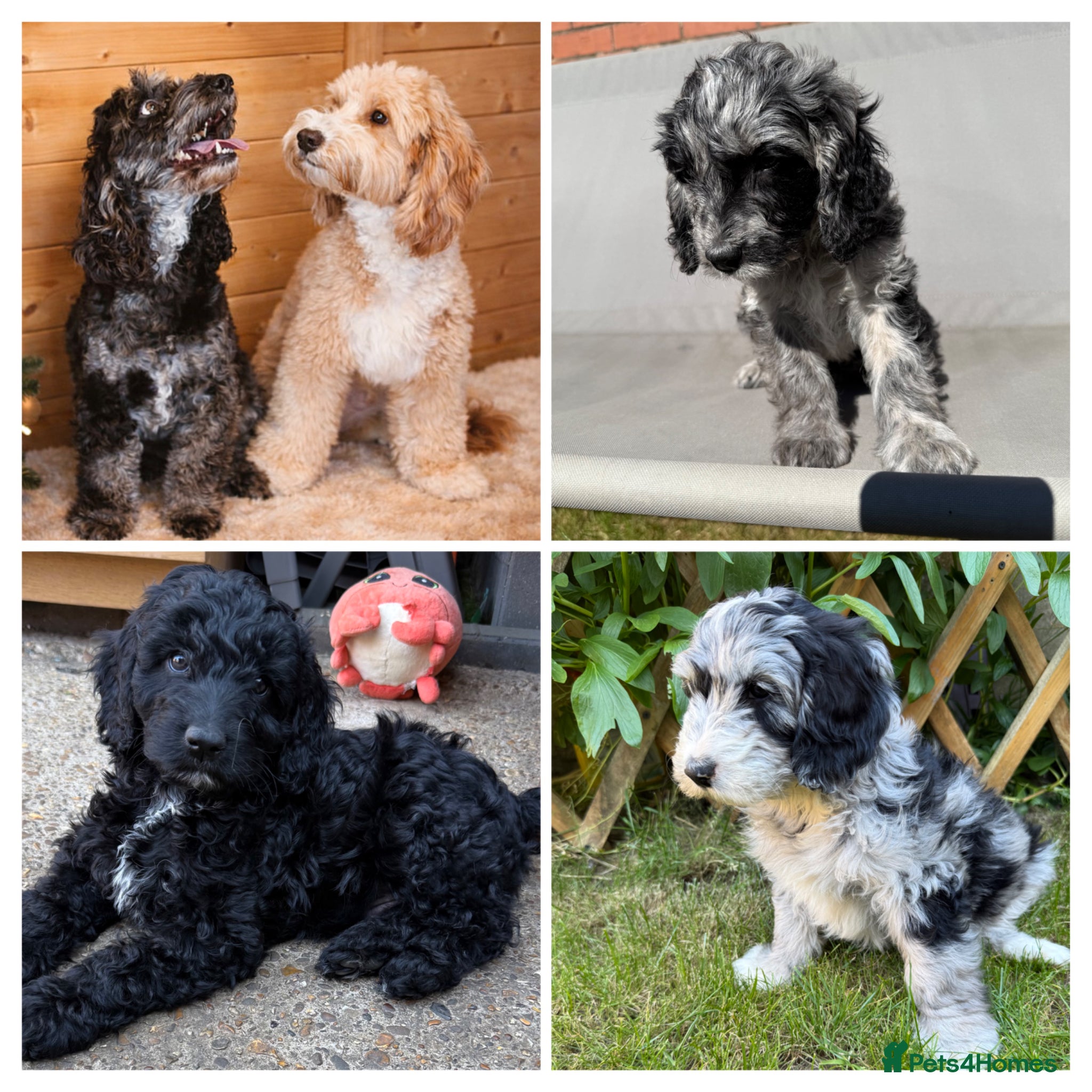Australian Labradoodle dogs  2 Boy and 1 Girls available ready to go now - Advert 2