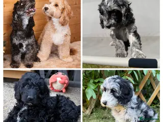 Australian Labradoodle dogs 2 Boy and 1 Girls available ready to go now - Advert 1