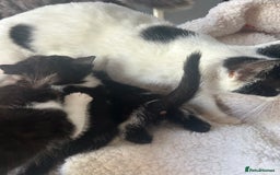 Mixed Breed cats for sale: Kittens for sale - Image 5